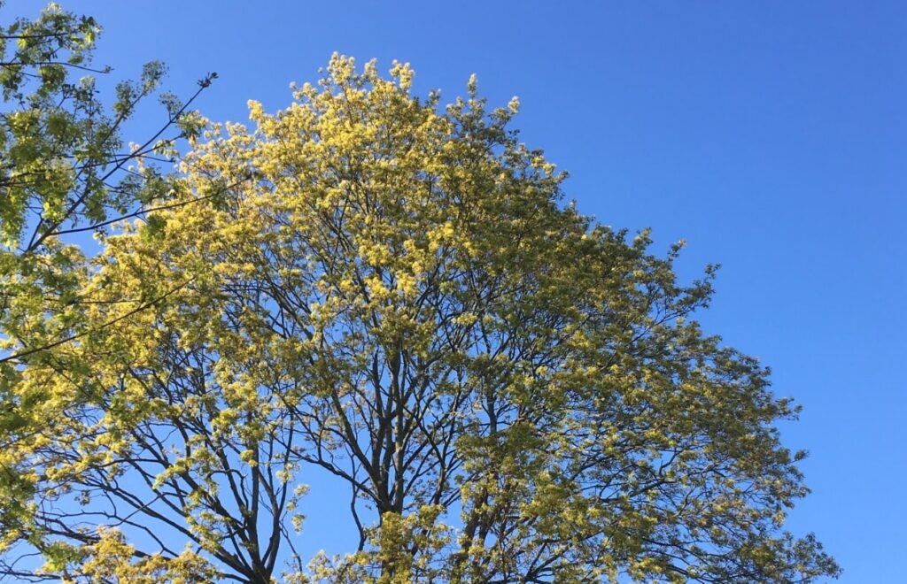 EMDR Traumatherapie Prenzlauer Berg Berlin